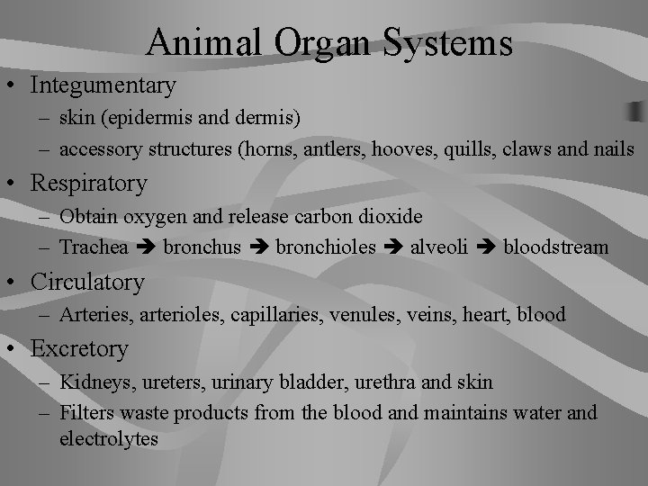 Animal Organ Systems • Integumentary – skin (epidermis and dermis) – accessory structures (horns,