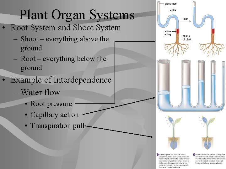 Plant Organ Systems • Root System and Shoot System – Shoot – everything above