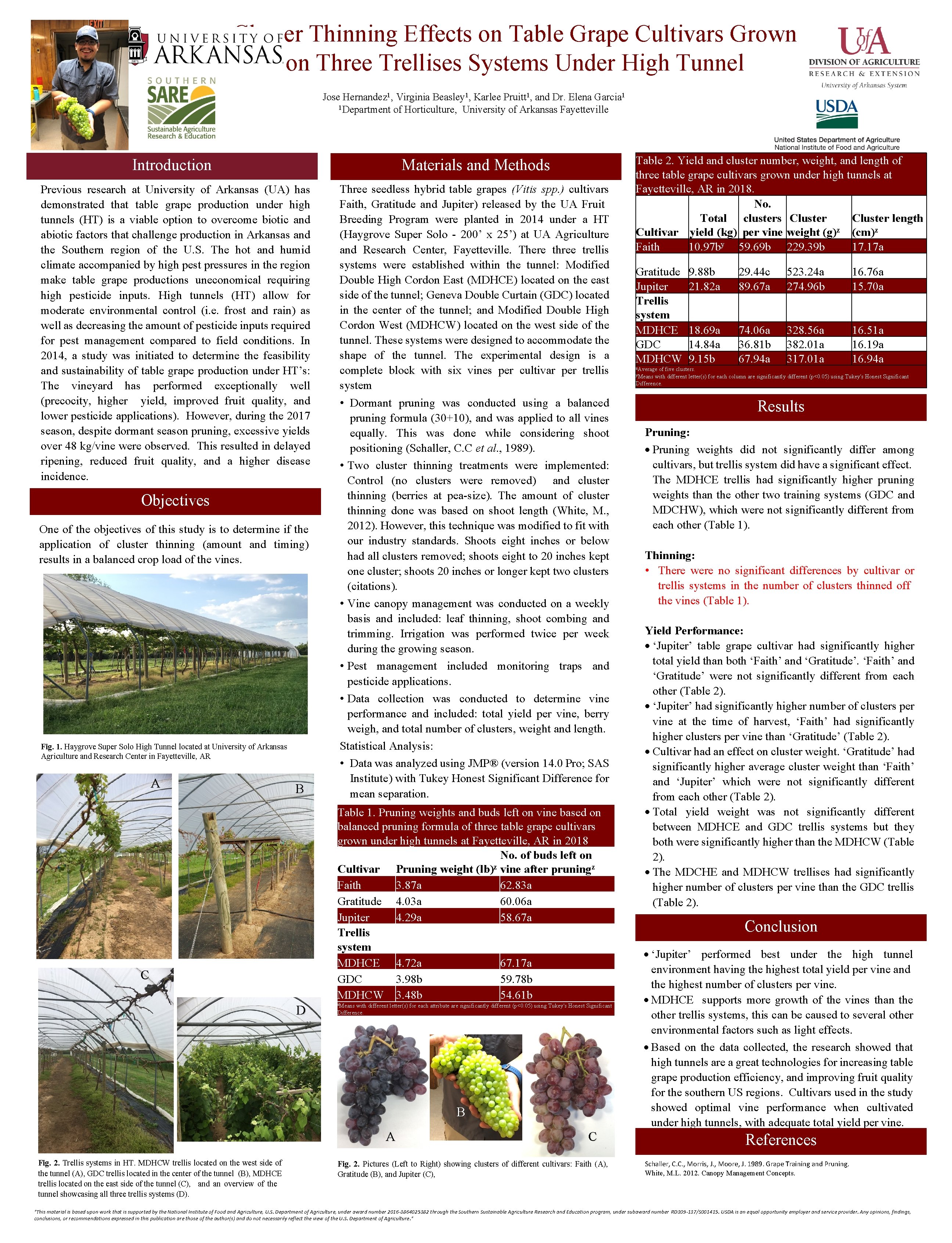Cluster Thinning Effects on Table Grape Cultivars Grown on Three Trellises Systems Under High