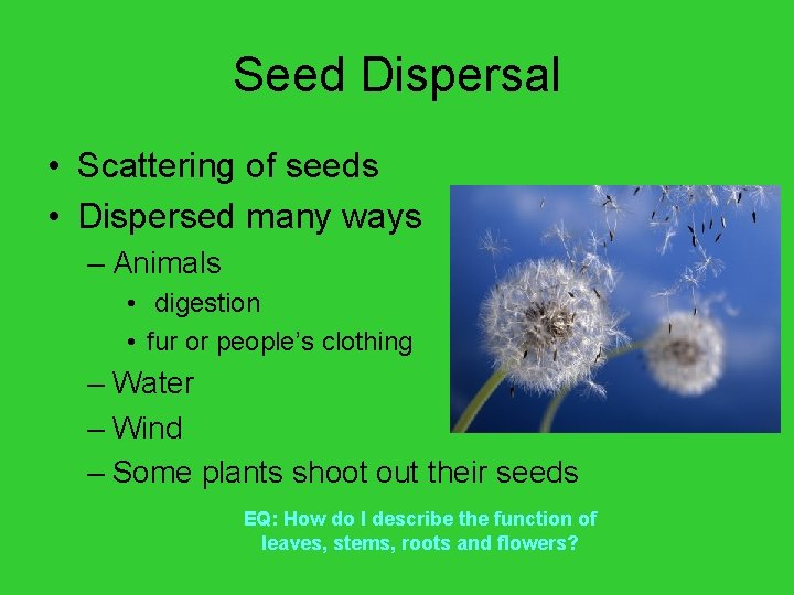 Seed Dispersal • Scattering of seeds • Dispersed many ways – Animals • digestion