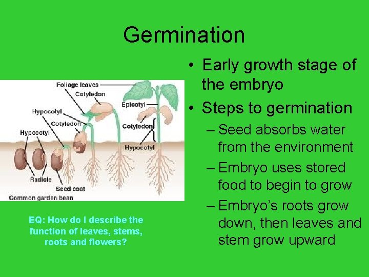 Germination • Early growth stage of the embryo • Steps to germination EQ: How