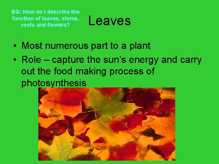 EQ: How do I describe the function of leaves, stems, roots and flowers? Leaves