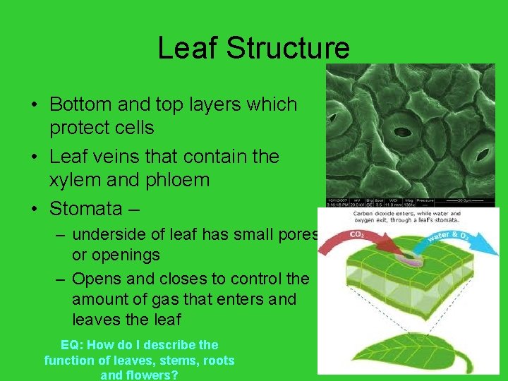 Leaf Structure • Bottom and top layers which protect cells • Leaf veins that