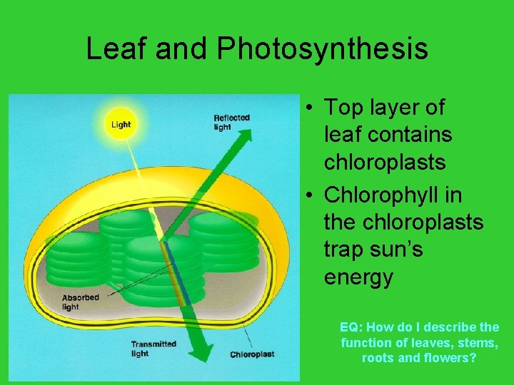 Leaf and Photosynthesis • Top layer of leaf contains chloroplasts • Chlorophyll in the
