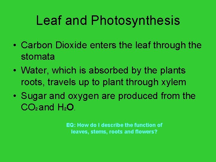 Leaf and Photosynthesis • Carbon Dioxide enters the leaf through the stomata • Water,