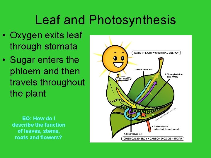 Leaf and Photosynthesis • Oxygen exits leaf through stomata • Sugar enters the phloem