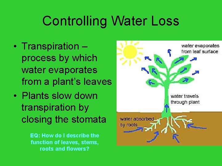 Controlling Water Loss • Transpiration – process by which water evaporates from a plant’s