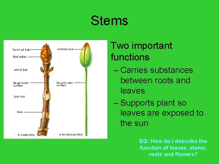 Stems • Two important functions – Carries substances between roots and leaves – Supports