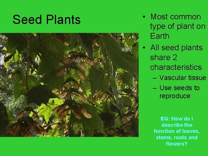 Seed Plants • Most common type of plant on Earth • All seed plants