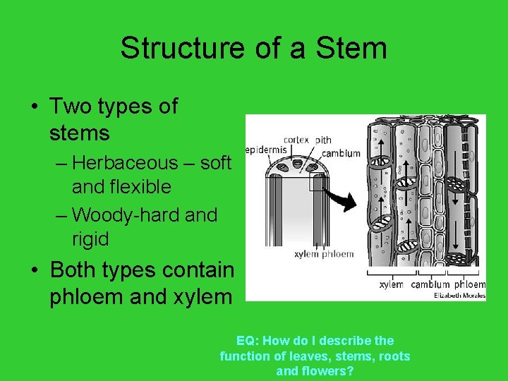 Structure of a Stem • Two types of stems – Herbaceous – soft and