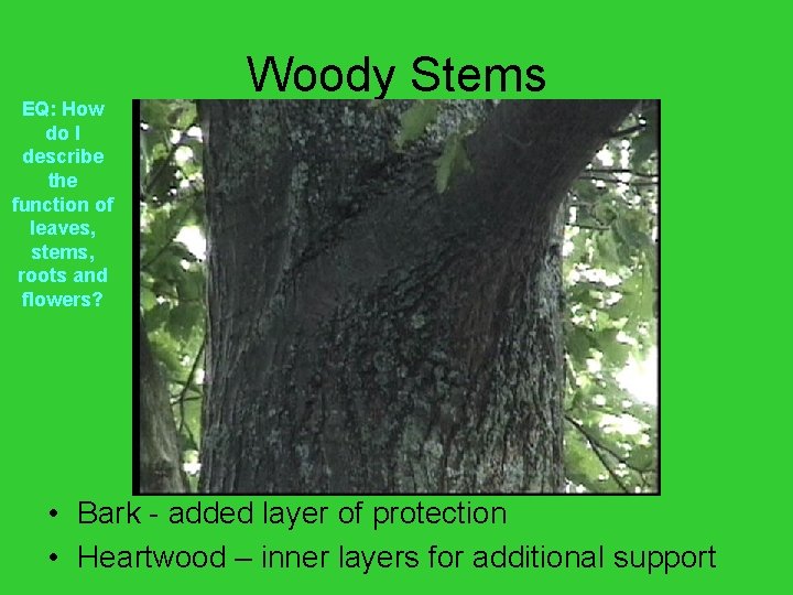 EQ: How do I describe the function of leaves, stems, roots and flowers? Woody