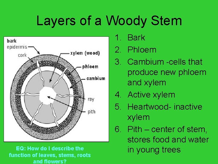 Layers of a Woody Stem EQ: How do I describe the function of leaves,