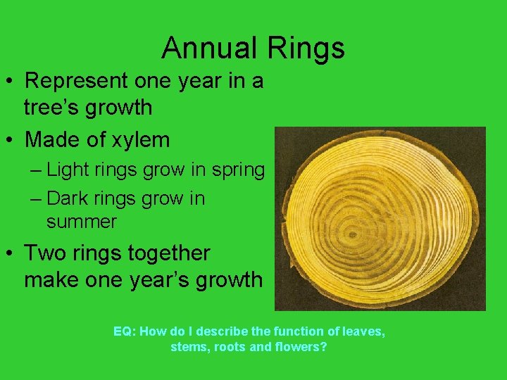 Annual Rings • Represent one year in a tree’s growth • Made of xylem