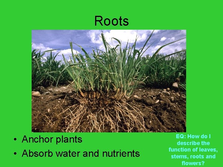 Roots • Anchor plants • Absorb water and nutrients EQ: How do I describe