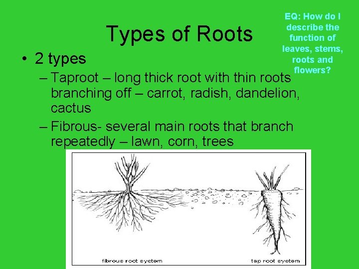 Types of Roots • 2 types EQ: How do I describe the function of