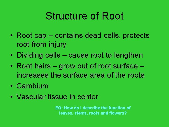 Structure of Root • Root cap – contains dead cells, protects root from injury
