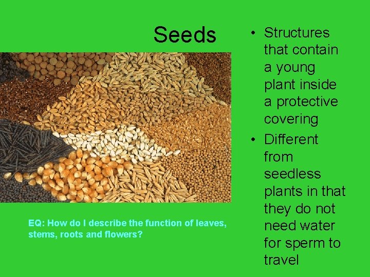 Seeds EQ: How do I describe the function of leaves, stems, roots and flowers?