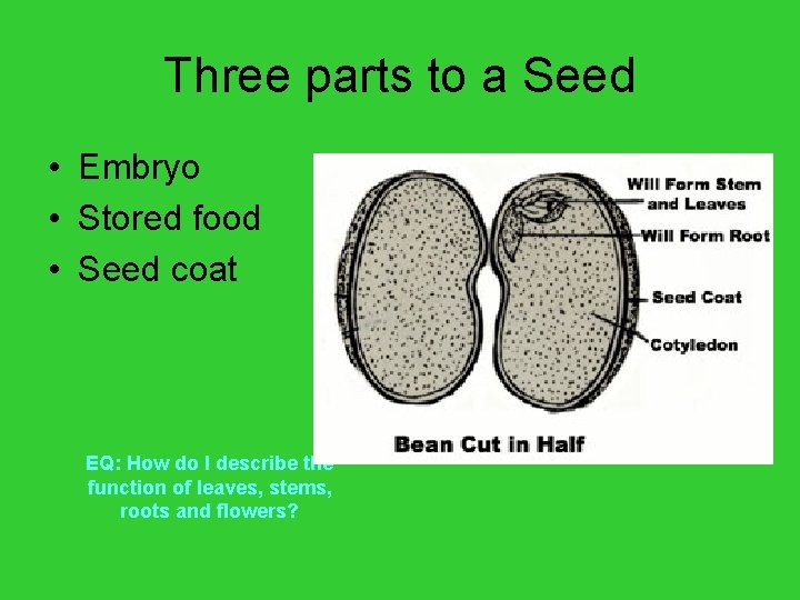 Three parts to a Seed • Embryo • Stored food • Seed coat EQ: