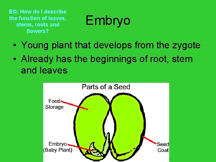 EQ: How do I describe the function of leaves, stems, roots and flowers? Embryo