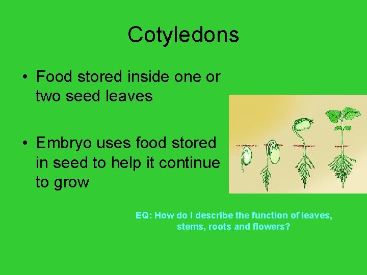 Cotyledons • Food stored inside one or two seed leaves • Embryo uses food