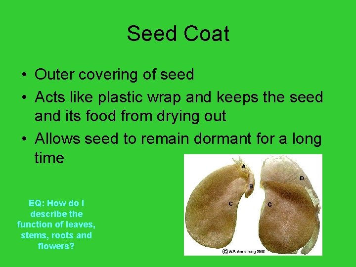Seed Coat • Outer covering of seed • Acts like plastic wrap and keeps