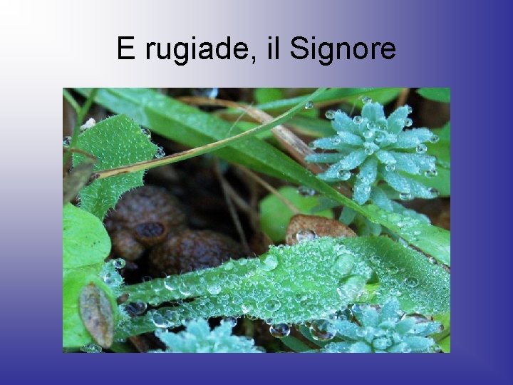 E rugiade, il Signore 