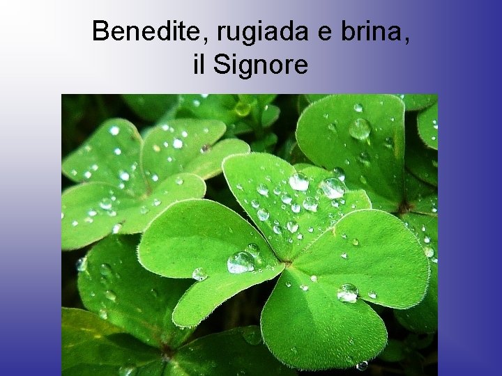 Benedite, rugiada e brina, il Signore 