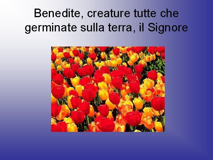 Benedite, creature tutte che germinate sulla terra, il Signore 