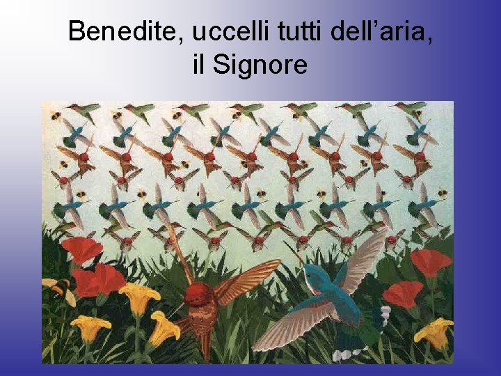 Benedite, uccelli tutti dell’aria, il Signore 