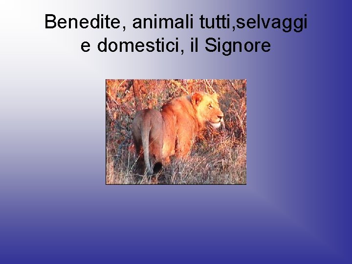 Benedite, animali tutti, selvaggi e domestici, il Signore 