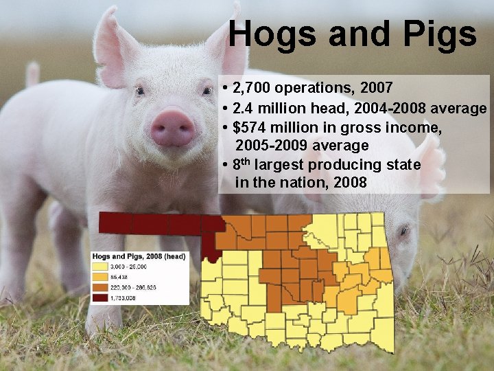 Hogs and Pigs • 2, 700 operations, 2007 • 2. 4 million head, 2004