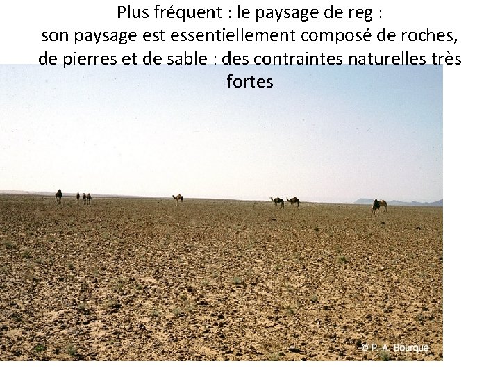 Plus fréquent : le paysage de reg : son paysage est essentiellement composé de