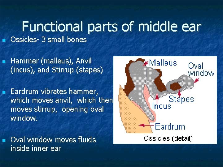 Functional parts of middle ear Ossicles- 3 small bones Hammer (malleus), Anvil (incus), and
