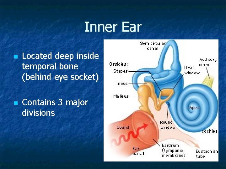Inner Ear Located deep inside temporal bone (behind eye socket) Contains 3 major divisions