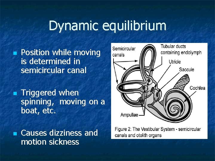 Dynamic equilibrium Position while moving is determined in semicircular canal Triggered when spinning, moving