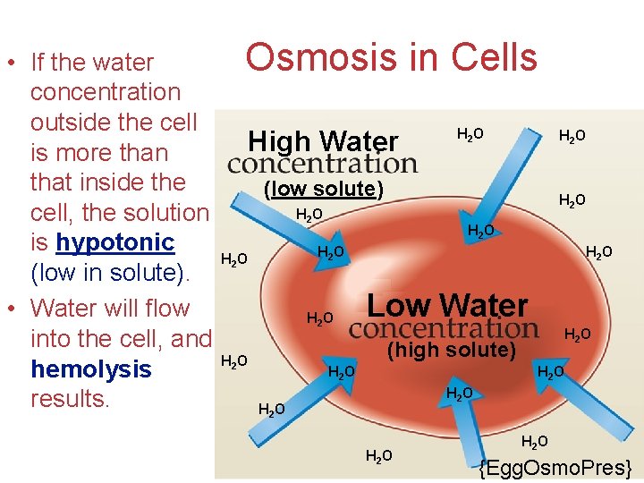  • If the water concentration outside the cell is more than that inside