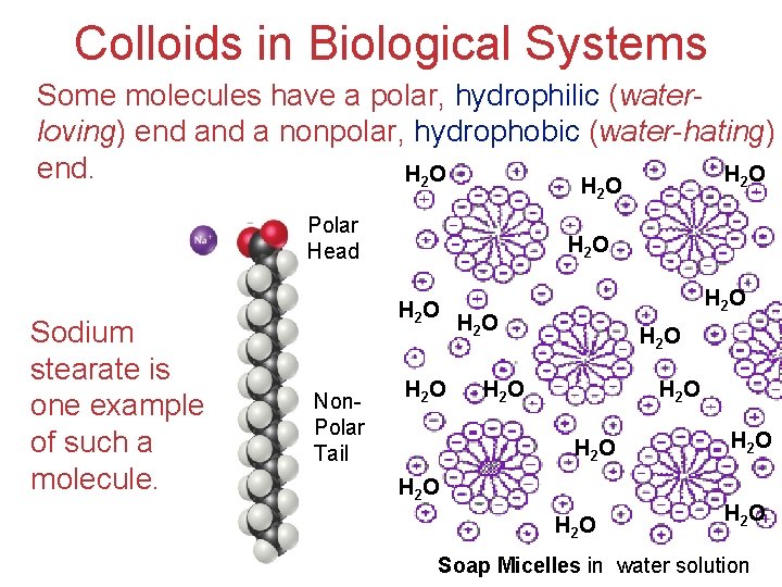 Colloids in Biological Systems Some molecules have a polar, hydrophilic (waterloving) end a nonpolar,