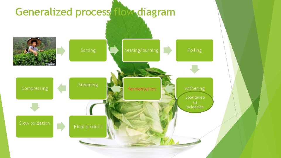 Generalized process flow diagram Hand picking Compressing Sorting Steaming heating/burning Rolling fermentation withering Spontaneo