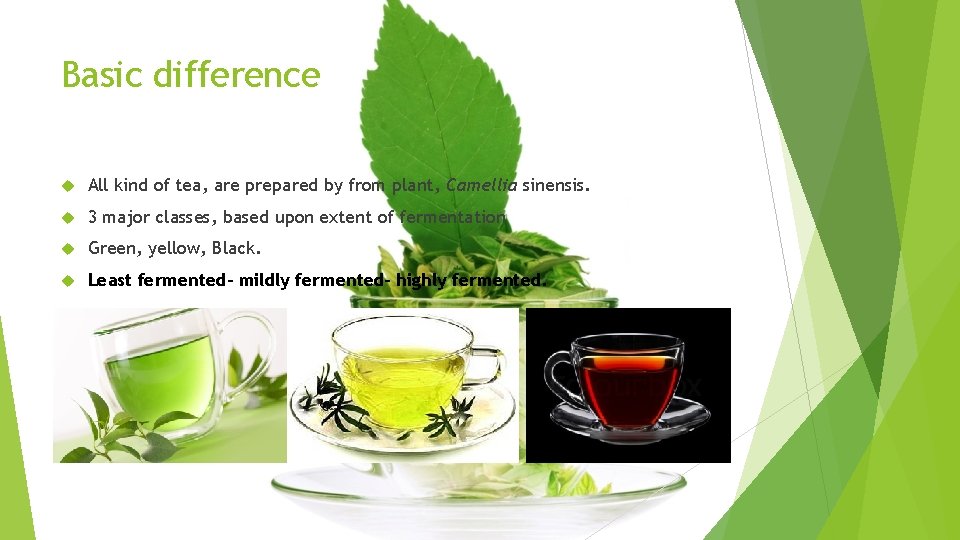 Basic difference All kind of tea, are prepared by from plant, Camellia sinensis. 3