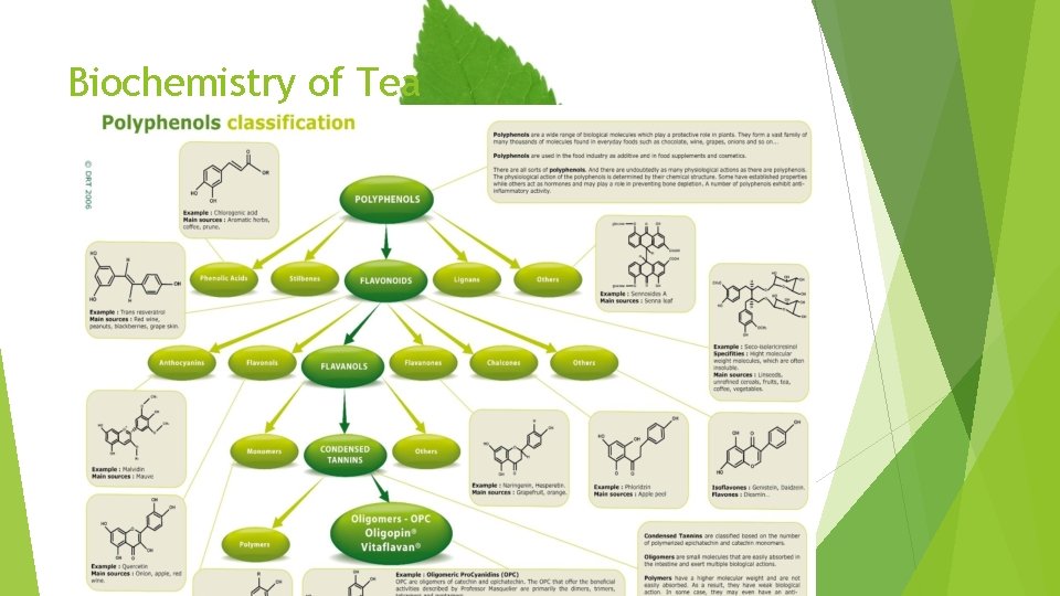 Biochemistry of Tea 