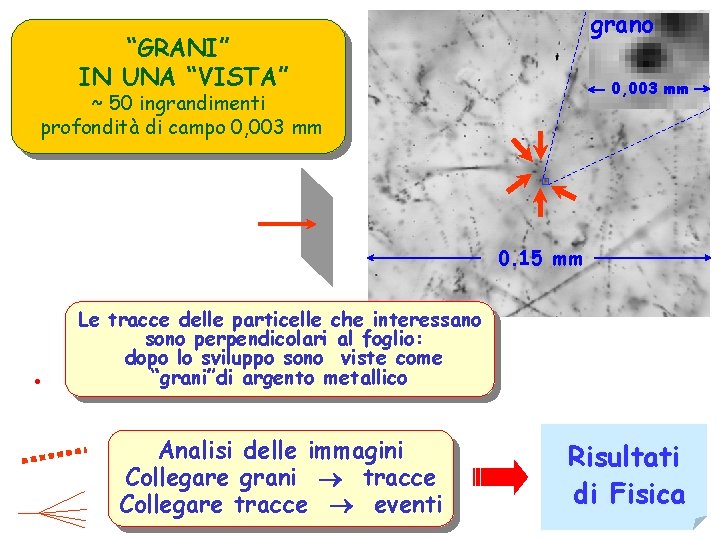 grano “GRANI” IN UNA “VISTA” 0, 003 mm ~ 50 ingrandimenti profondità di campo