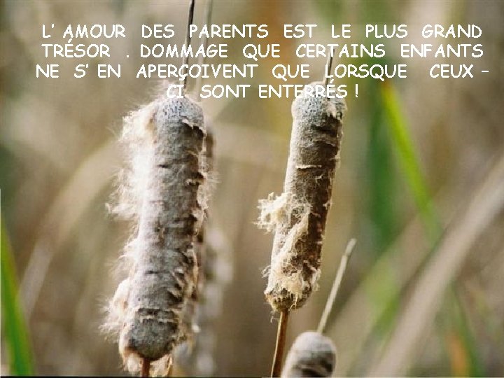 L’ AMOUR DES PARENTS EST LE PLUS GRAND TRÉSOR. DOMMAGE QUE CERTAINS ENFANTS NE