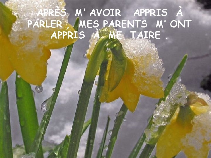 APRÈS M’ AVOIR APPRIS À PARLER , MES PARENTS M’ ONT APPRIS À ME