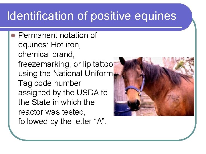 Identification of positive equines l Permanent notation of equines: Hot iron, chemical brand, freezemarking,