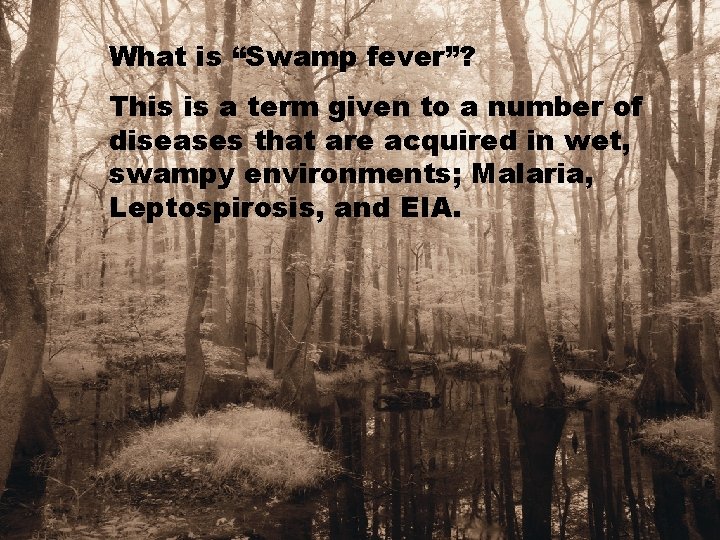What is “Swamp fever”? This is a term given to a number of diseases