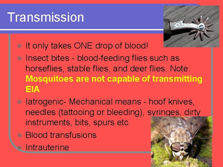 Transmission l l l It only takes ONE drop of blood! Insect bites -