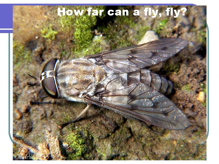 How far can a fly, fly? 