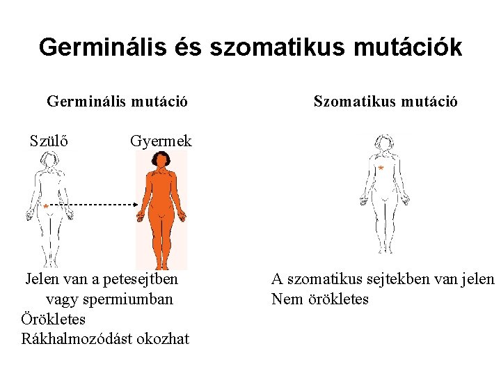 Germinális és szomatikus mutációk Germinális mutáció Szülő Szomatikus mutáció Gyermek Jelen van a petesejtben