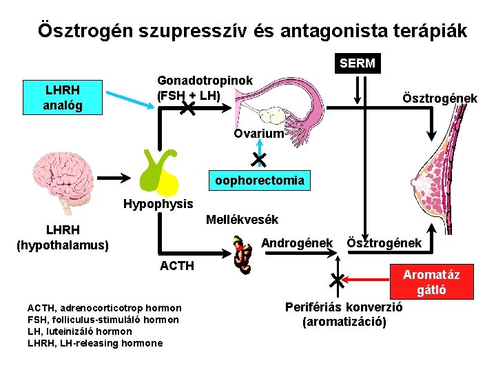 Ösztrogén szupresszív és antagonista terápiák SERM LHRH analóg Gonadotropinok (FSH + LH) Ösztrogének Ovarium