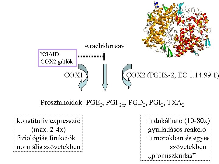 Arachidonsav NSAID COX 2 gátlók COX 1 COX 2 (PGHS-2, EC 1. 14. 99.